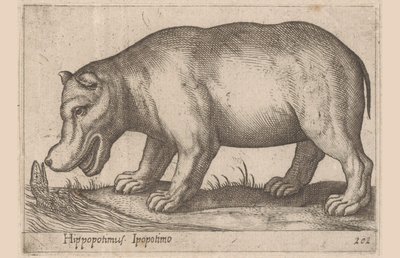 Hippopotamus by Antonio Tempesta