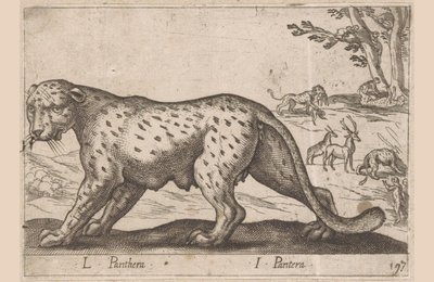 Panther by Antonio Tempesta
