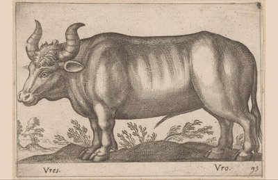 Ox by Antonio Tempesta