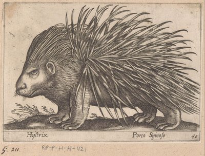 Porcupine by Antonio Tempesta