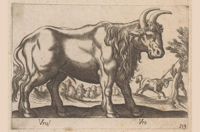 Bull (series title: Animals and Mythical Creatures, Nova raccolta de li animali piu curiosi del mondo) by Antonio Tempesta