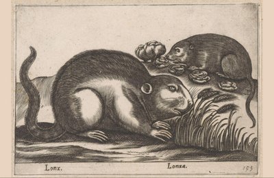 Two muskrats, Lonx, Lonza, Animals and mythical creatures (series title), Nova raccolta de li animali piu curiosi del mondo (series title) by Antonio Tempesta