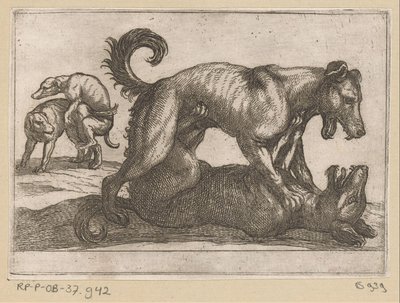 Two Mating and Two Fighting Dogs Fighting Animals (series title) by Antonio Tempesta