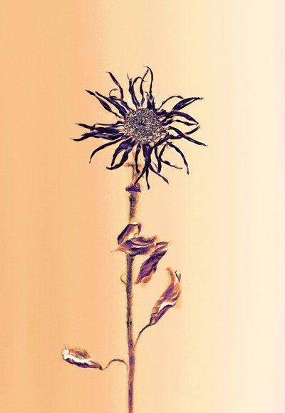 Ancient Flower -Apricot, 2025 by Antonius Antonius