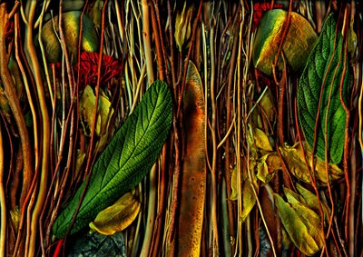 Otherworlds No.79-4, Strange Wood, 2019 by Antonius Antonius