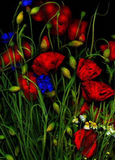 Artfloral Poppy 1 by Antonius Antonius