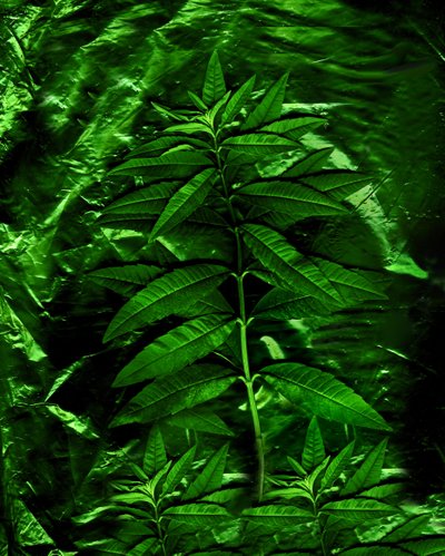 Green-4, 2009 by Antonius Antonius