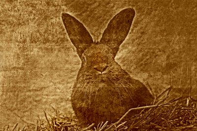 Hare, 2012 by Antonius Antonius