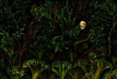 Magic Garden Woodland, 2011 by Antonius Antonius