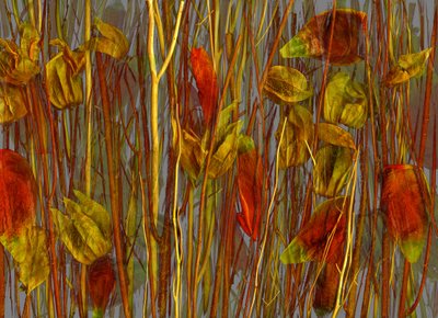 The Secret Wood, 2014 by Antonius Antonius