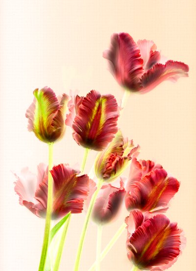 Tulips 13 by Antonius Antonius