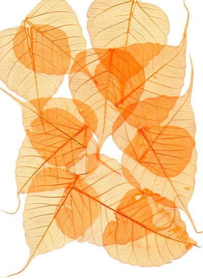 Foliage by Antonius Antonius