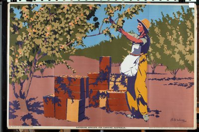 Gathering Apricots for Canning - Australia by Archibald Bertram Webb