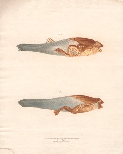 No. 3 and 4 in the 8 stages of growth of the Surinam Frog by Archibald Robertson