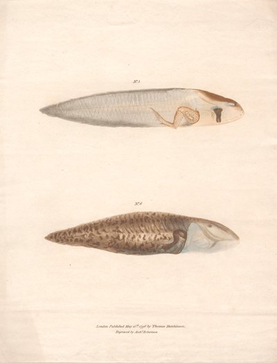 No. 5 and No. 6 in the 8 stages of growth of the Surinam Frog by Archibald Robertson
