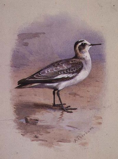 A Grey Phalarope by Archibald Thorburn