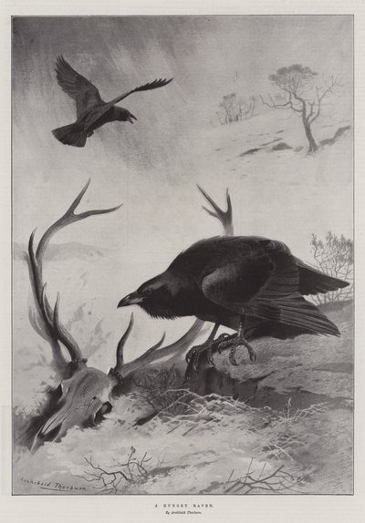 A Hungry Raven by Archibald Thorburn
