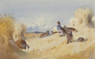 A Red Legged Partridge and a Covey of Grey Partridges by Corn Stooks by Archibald Thorburn
