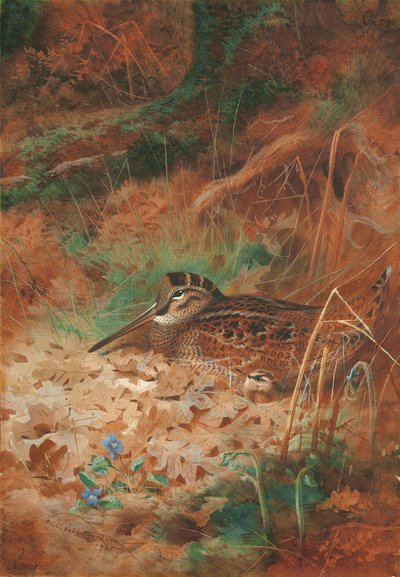 A Woodcock and Chick in Undergrowth by Archibald Thorburn