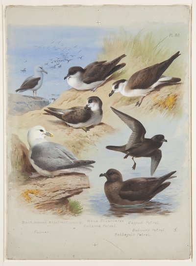 Albatross, Petrels, Shearwater, Fulmar, c.1915 by Archibald Thorburn