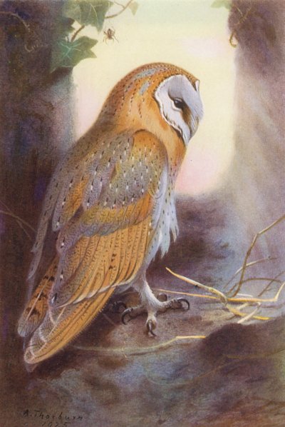 Barn Owl by Archibald Thorburn