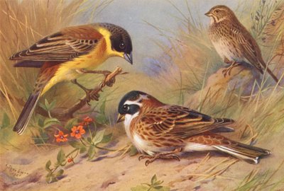 Black-Headed Bunting, Corn-Bunting, Rustic Bunting by Archibald Thorburn