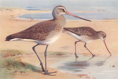 Black-Tailed Godwit (winter), Bar-Tailed Godwit (winter) by Archibald Thorburn