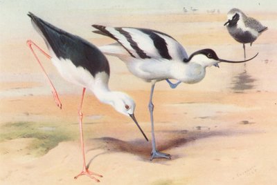 Black-Winged Stilt, Avocet, Grey Plover (summer) by Archibald Thorburn