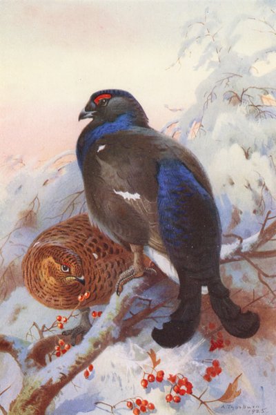 Black Grouse (male and female) by Archibald Thorburn