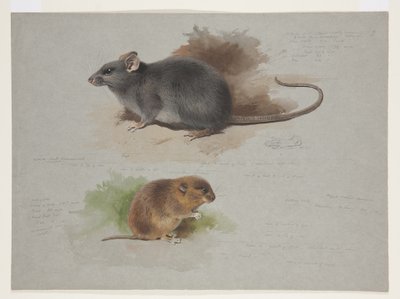 Black Rat and Orkney Vole, c.1915 by Archibald Thorburn