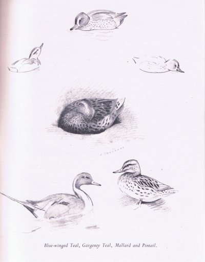 Blue Winged Teal, Garganey, Teal, Mallard and Pintail by Archibald Thorburn