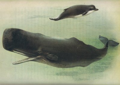 Bottle Nosed Whale and Sperm Whale, from Thorburn