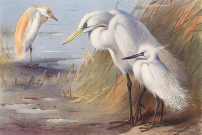 Buff-Backed Heron, Great White Heron, Little Egret by Archibald Thorburn