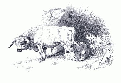 Cattle, from Thorburn