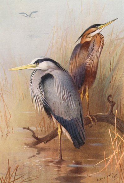 Common Heron, Purple Heron by Archibald Thorburn