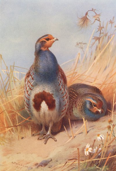 Common Partridge (male and female) by Archibald Thorburn