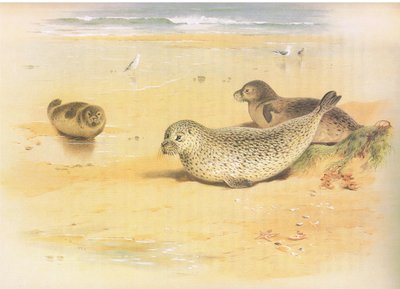 Common Seal, from Thorburn