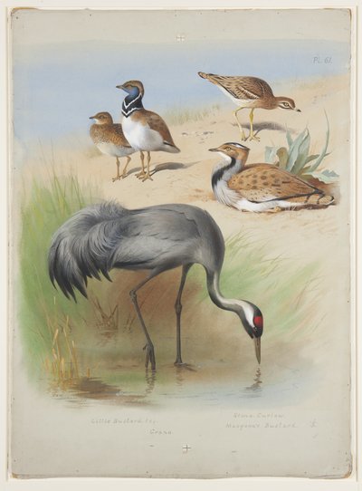 Crane, Stone Curlew and Bustards, c.1915 by Archibald Thorburn