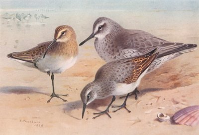 Curlew-Sandpiper (immature, autumn), Knot (winter), Dunlin (winter) by Archibald Thorburn