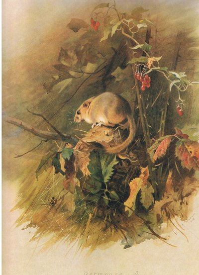 Dormouse, from Thorburn