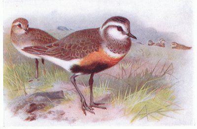 Dotterell, from Birds of the British Isles and Their Eggs by Archibald Thorburn