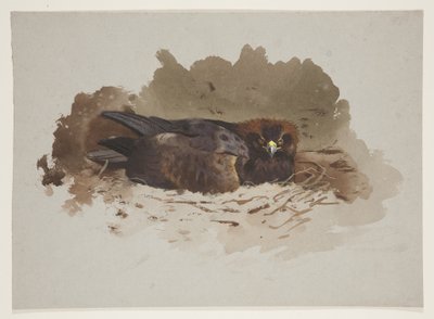 Eagle on nest, c.1915 by Archibald Thorburn