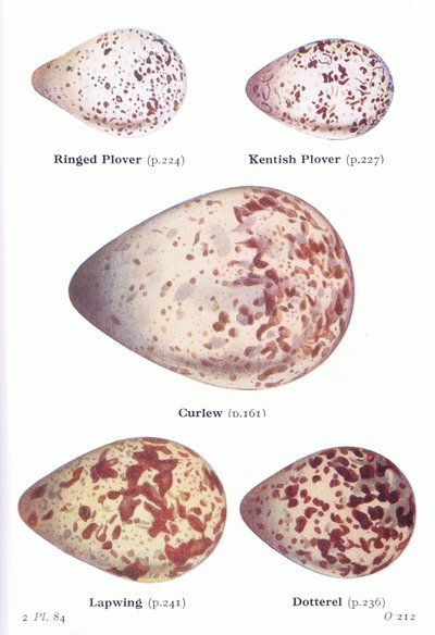 Eggs: Ring Plover, Kentish Plover, Curlew, Lapwing, Dotterell, from Birds of the British Isles and Their Eggs by Archibald Thorburn
