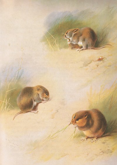 Field Vole, Bank Vole and Orkney Vole, from Thorburn
