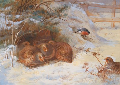 Frosty Morning, Pheasant in Winter by Archibald Thorburn