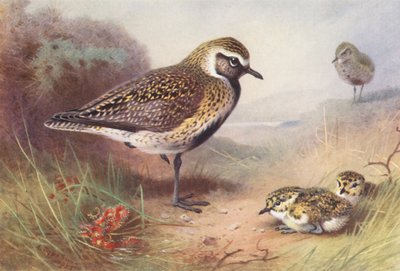 Golden Plover (Summer) by Archibald Thorburn