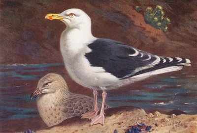 Great Black-Backed Gull (adult and young) by Archibald Thorburn