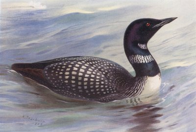 Great Northern Diver by Archibald Thorburn