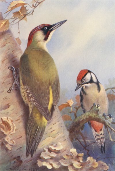 Green Woodpecker, Great Spotted Woodpecker (immature) by Archibald Thorburn