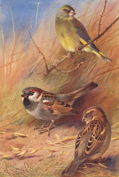 Greenfinch, House-Sparrow (Male and Female) by Archibald Thorburn